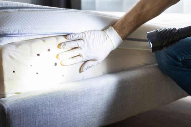 Best Local Pest Control Services  in Quinnesec, MI