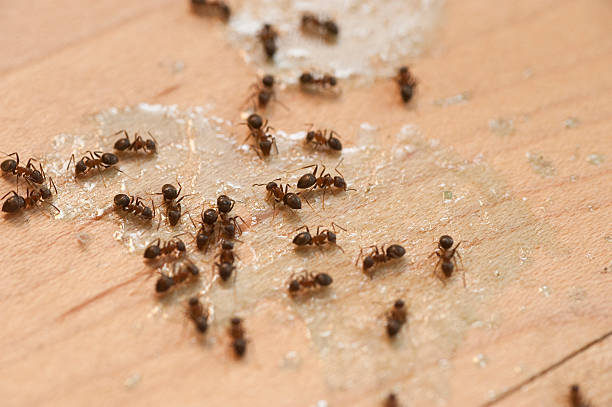 Best Affordable Pest Control Services  in Quinnesec, MI