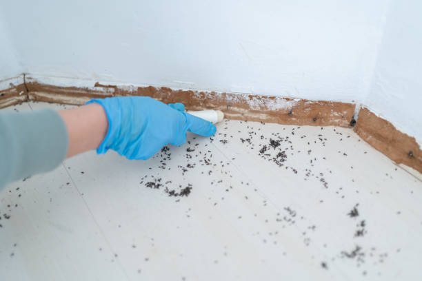 Best Mosquito Control Services  in Quinnesec, MI